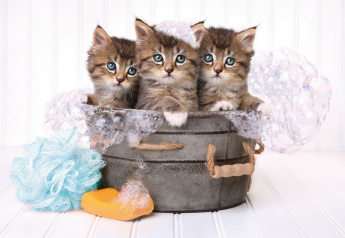 180pc - Lovely Kittens